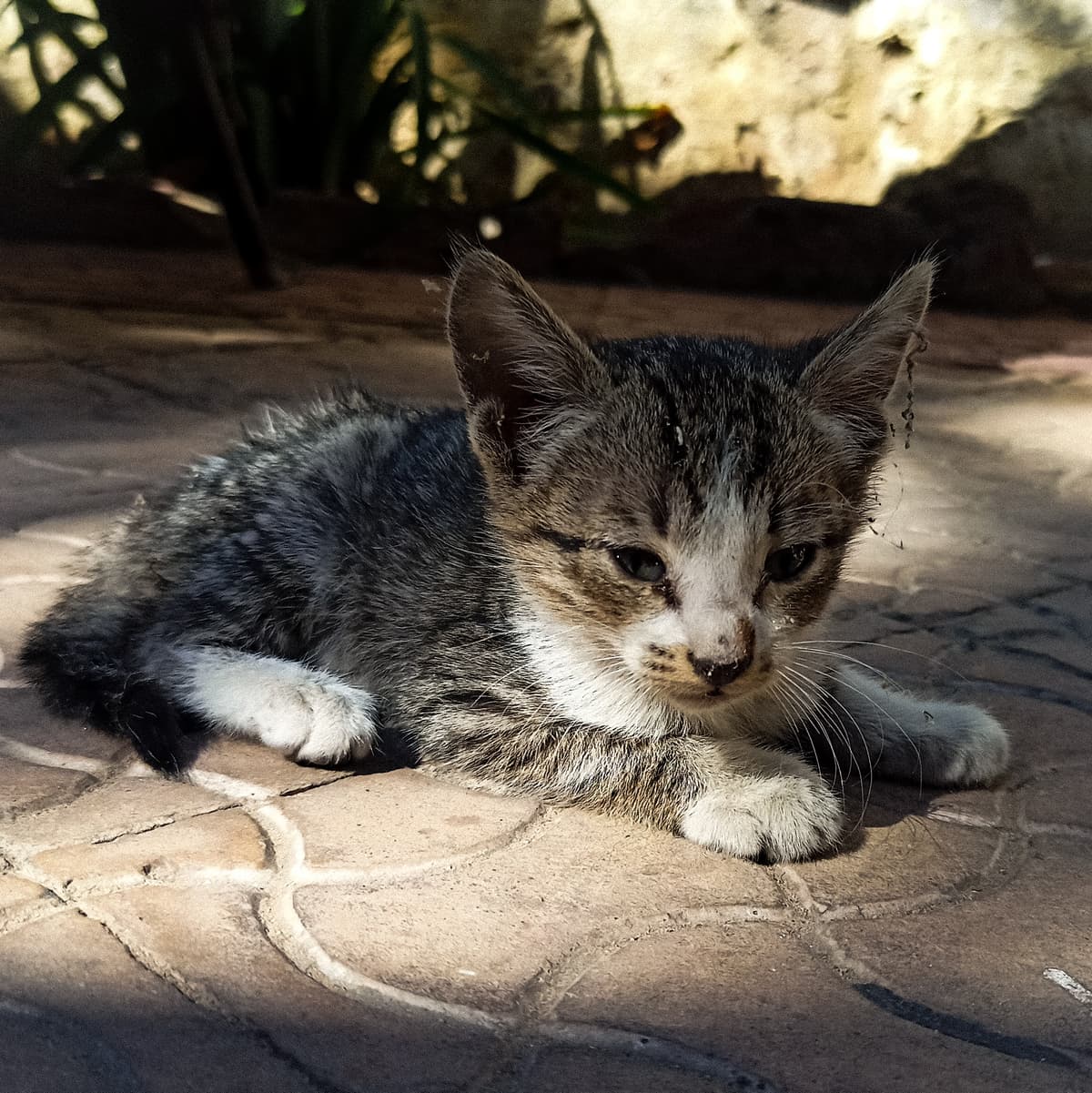 cat-taking-sunlight